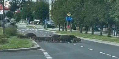 Dziki wróciły do Olsztyna [WIDEO]