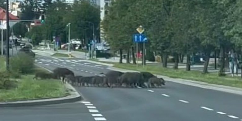 Dziki wróciły do Olsztyna [WIDEO]