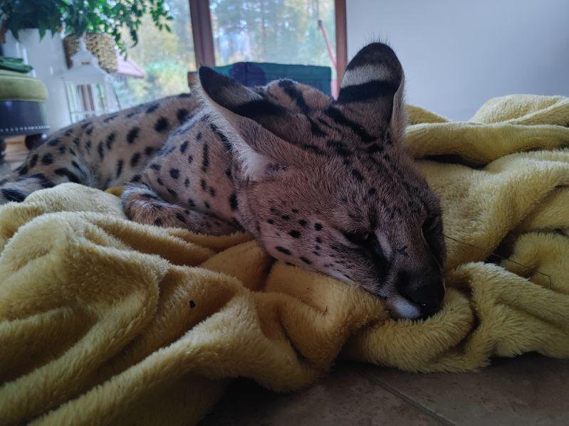 W okolicy Bartąga zaginął serwal. To drapieżny kot, który występuje w Afryce