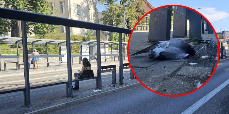 „Zwierzęta są OBOk nas!”. Olsztyn zadba o bezpieczeństwo ptaków. Przezroczyste szyby przystanków przestaną być zagrożeniem?