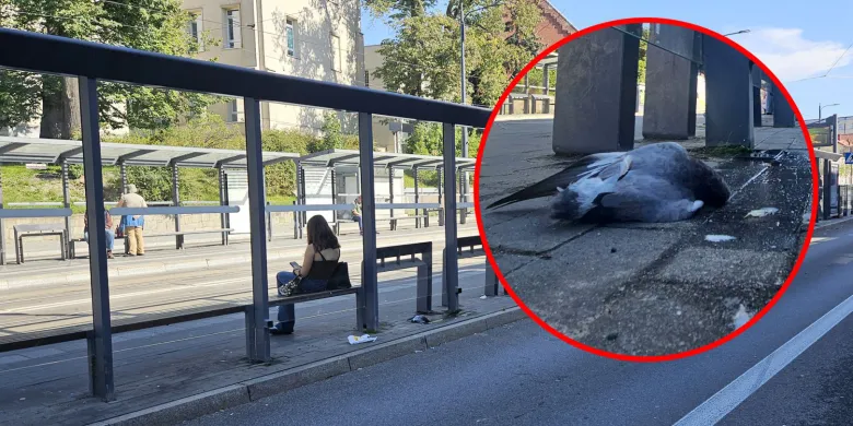 „Zwierzęta są OBOk nas!”. Olsztyn zadba o bezpieczeństwo ptaków. Przezroczyste szyby przystanków przestaną być zagrożeniem?