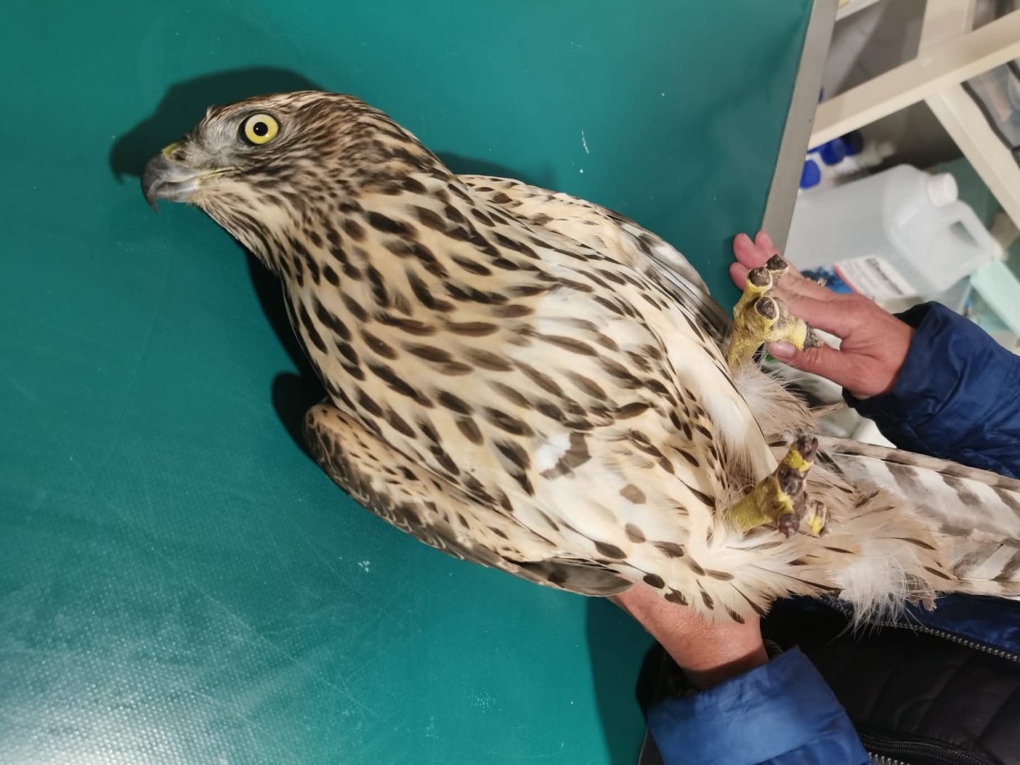 Jastrząb w OIsztynie miał ucięte szpony. Ktoś skazał go na śmierć głodową. "Bestialstwo w czystej postaci"