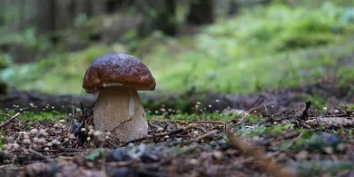 Warmia - raj grzybiarzy. Gdzie warto wybrać się na grzyby?