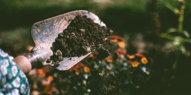 Artykuł: Obornik granulowany - wygodne źródło składników dla zdrowej gleby