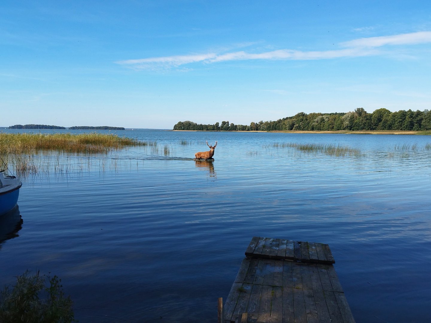 Mazury oczami mieszkańca. Jeleń w wodach Śniardw zachwycił internautów [WIDEO]