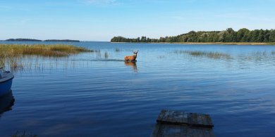 Artykuł: Mazury oczami mieszkańca. Jeleń w wodach Śniardw zachwycił internautów [WIDEO]