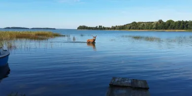 Mazury oczami mieszkańca. Jeleń w wodach Śniardw zachwycił internautów [WIDEO]