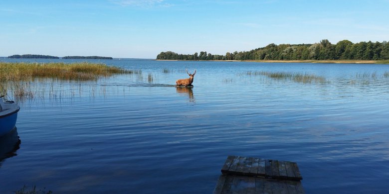 Mazury oczami mieszkańca. Jeleń w wodach Śniardw zachwycił internautów [WIDEO]