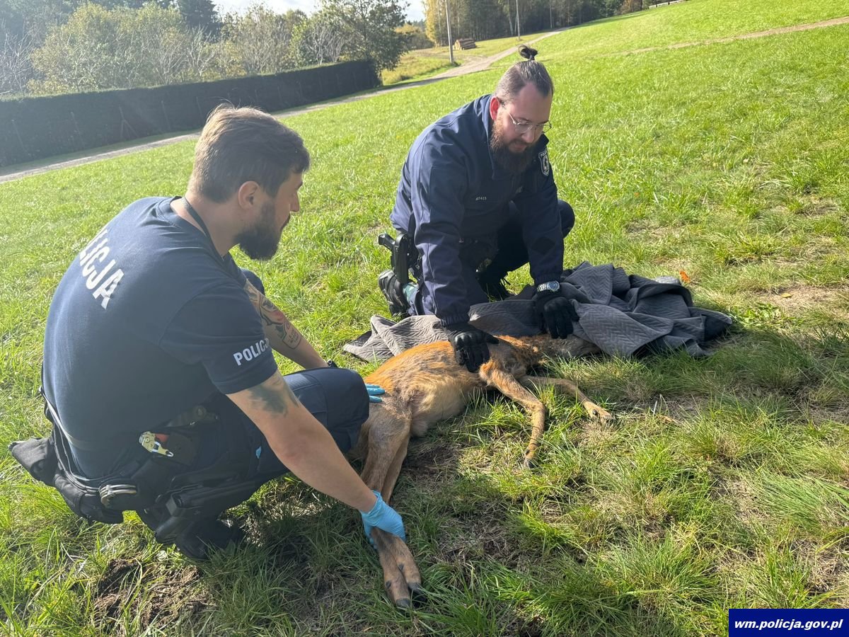 Gmina Dywity. Policjanci pomogli sarnie [ZDJĘCIA]