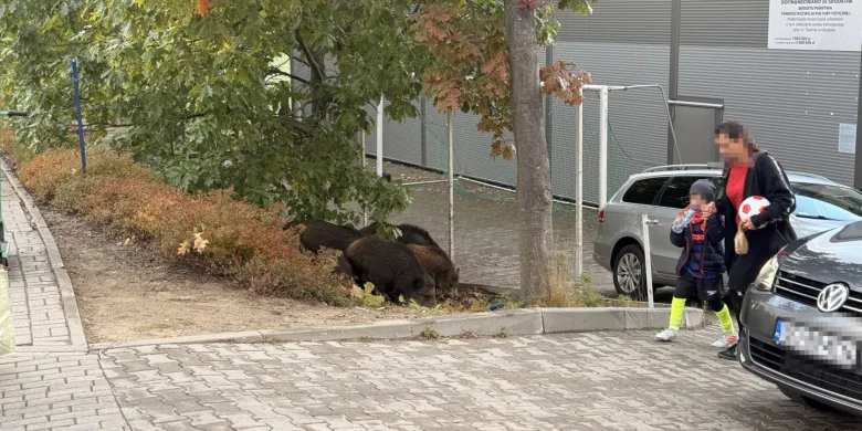 Dziki w Kortowie i na Brzezinach. Straż miejska apeluje o zachowanie ostrożności