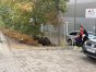 Dziki szukały smakołyków w okolicach szkółce piłkarskiej przy ul. Tuwima