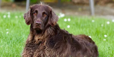 Jakie smaczki są najzdrowsze dla psa?