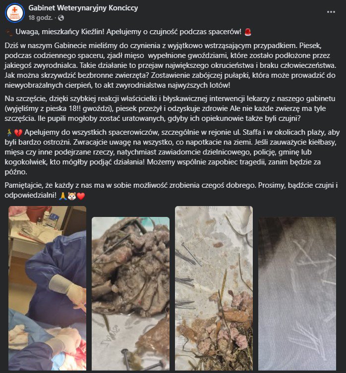 Niebezpieczna pułapka na psy w Kieźlinach. W żołądku zwierzęcia znaleziono 18 gwoździ!