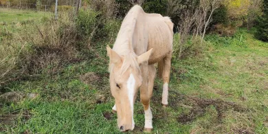 Od lat pomagają zwierzętom na Warmii i Mazurach. Teraz walczą o życie chorej klaczy Scarlet