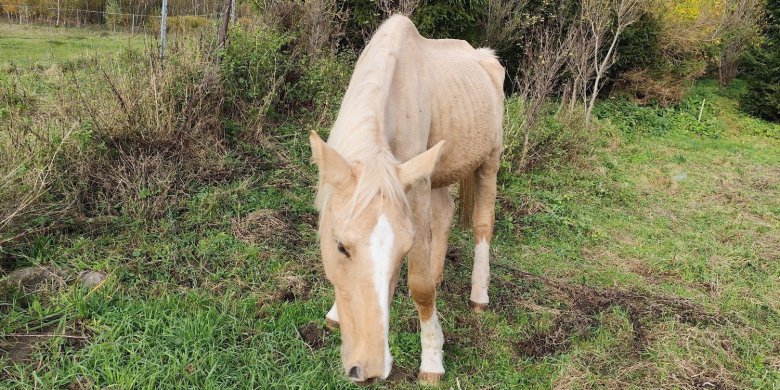 Od lat pomagają zwierzętom na Warmii i Mazurach. Teraz walczą o życie chorej klaczy Scarlet