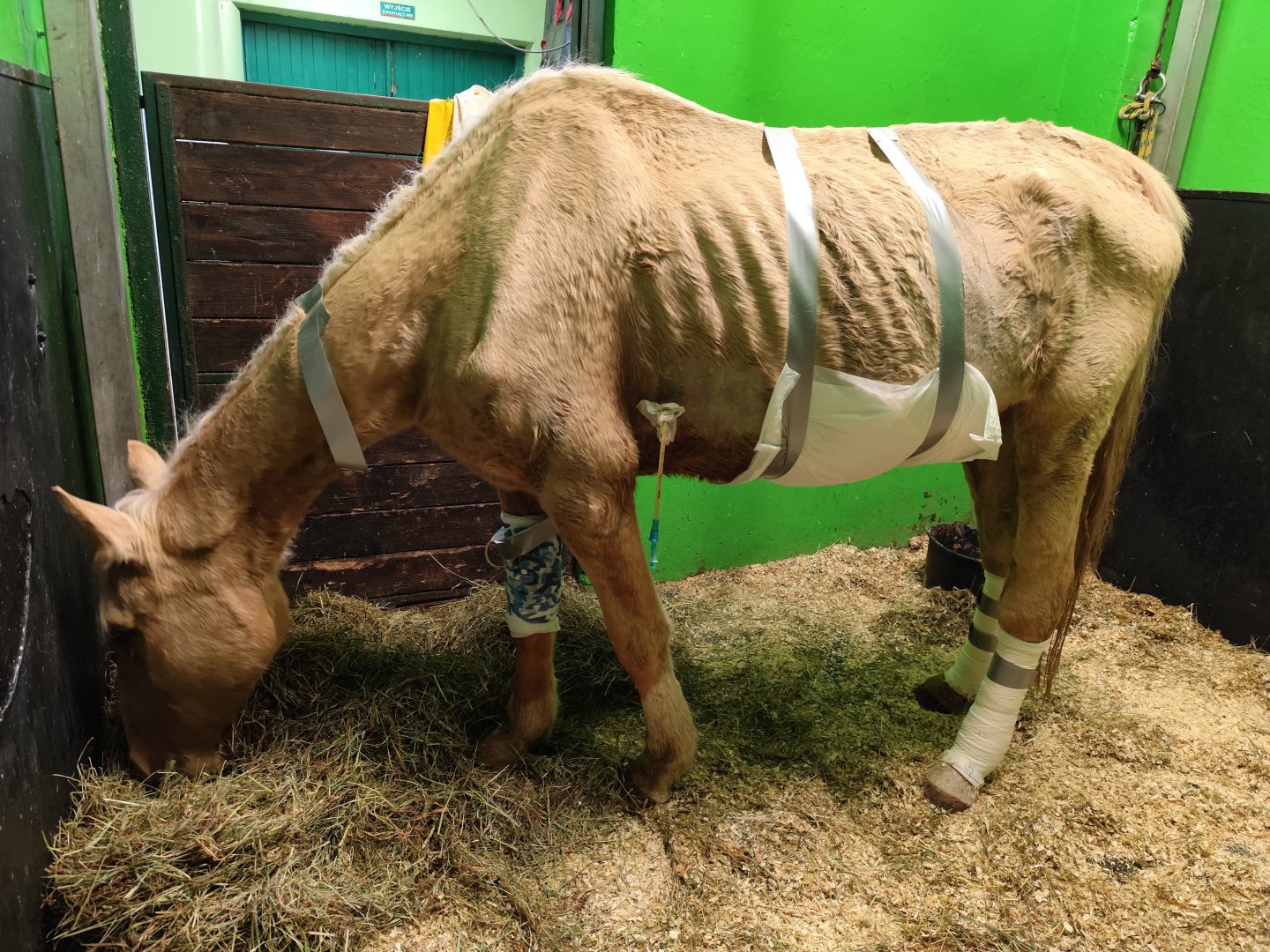 Od lat pomagają zwierzętom na Warmii i Mazurach. Teraz walczą o życie chorej klaczy Scarlet