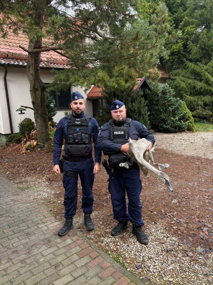 Owinięty sznurkiem łabędź "błąkał się" po Ameryce. Pomogli policjanci