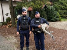 Owinięty sznurkiem łabędź "błąkał się" po Ameryce. Pomogli policjanci