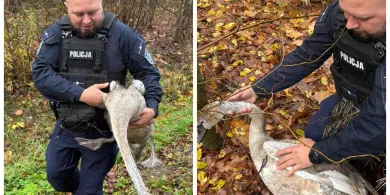 Owinięty sznurkiem łabędź błąkał się po Ameryce. Pomogli policjanci