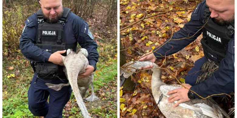 Owinięty sznurkiem łabędź "błąkał się" po Ameryce. Pomogli policjanci