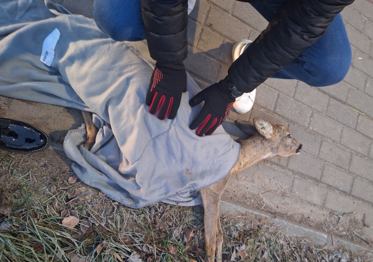 Ktoś potrącił sarnę na ul. Bartąskiej i zostawił na pewną śmierć? „Odeszła przy nas”