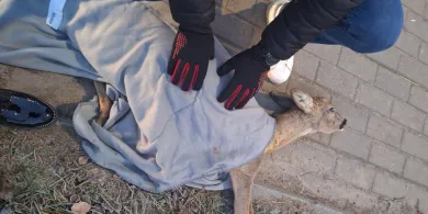Ktoś potrącił sarnę na ul. Bartąskiej i zostawił na pewną śmierć? „Odeszła przy nas”