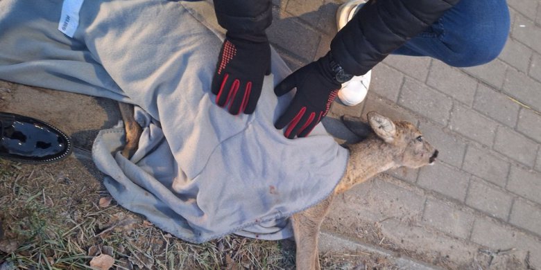 Ktoś potrącił sarnę na ul. Bartąskiej i zostawił na pewną śmierć? „Odeszła przy nas”