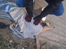 Ktoś potrącił sarnę na ul. Bartąskiej i zostawił na pewną śmierć? „Odeszła przy nas”