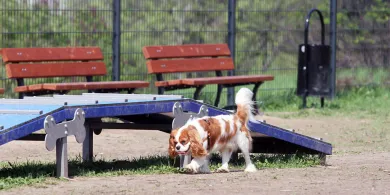 Powraca sprawa „zabójczych oprysków” w Olsztynie. Wyniki kontroli zaskakują