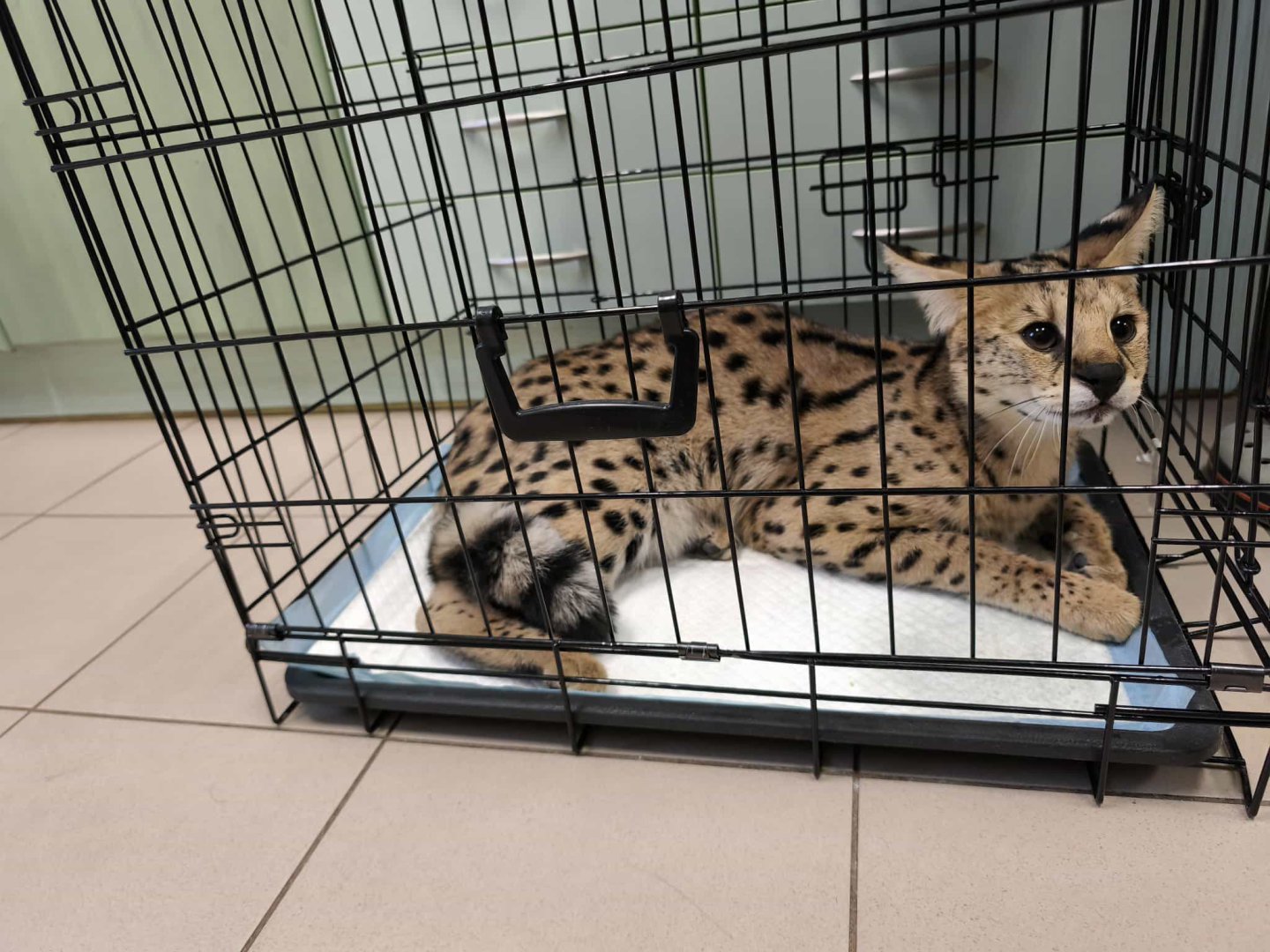 W Olsztynie znowu znaleziono serwala. Chodził przy al. Sikorskiego