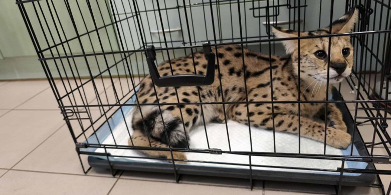 W Olsztynie znowu znaleziono serwala. Chodził przy al. Sikorskiego