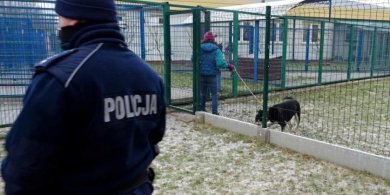 Artykuł: Agresja zamiast adopcji. Atak na kierowniczkę schroniska dla zwierząt w Tomarynach