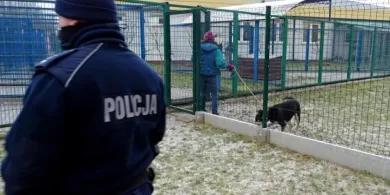 Agresja zamiast adopcji. Atak na kierowniczkę schroniska dla zwierząt w Tomarynach