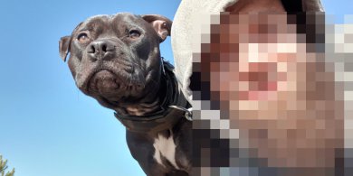 Artykuł: Kto jest winny śmierci psa? Awantura o pitbulle w olsztyńskim schronisku