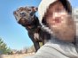 Autor profilu "PITCORE" na Facebooku walczy o odzyskanie psów rasy pittbull
