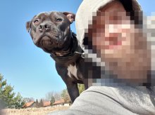 Kto jest winny śmierci psa? Awantura o pitbulle w olsztyńskim schronisku