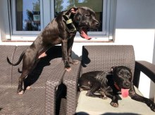 Kto jest winny śmierci psa? Awantura o pitbulle w olsztyńskim schronisku