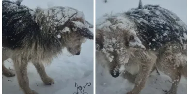 Wielbark. Pies skomlał i zamarzał na oczach ludzi. Śnieżynka zasnęła w cieple [WIDEO]