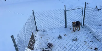 Gmina Dywity. Pies w skrajnie złych warunkach