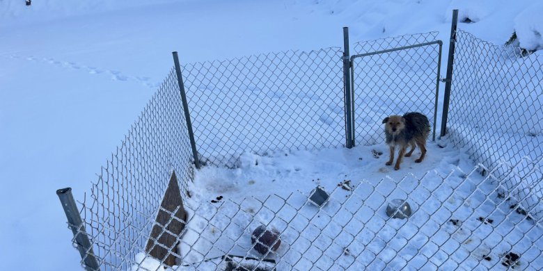 Gmina Dywity. Pies w skrajnie złych warunkach