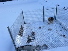 Gmina Dywity. Pies w skrajnie złych warunkach