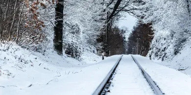 Czy wycinka drzew poprawi bezpieczeństwo podczas podróżowania pociągiem? Rząd zapowiada zmiany