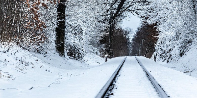 Czy wycinka drzew poprawi bezpieczeństwo podczas podróżowania pociągiem? Rząd zapowiada zmiany