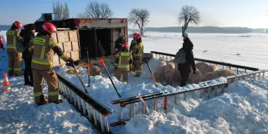 Dwa zdarzenia drogowe z udziałem transportów zwierząt