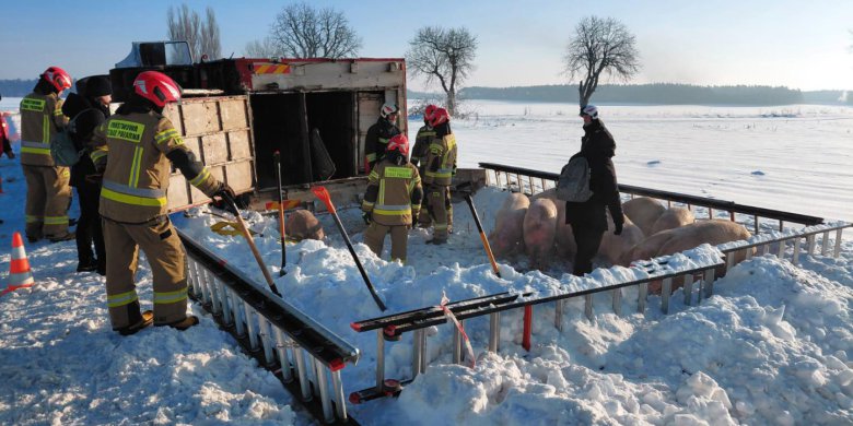 Dwa zdarzenia drogowe z udziałem transportów zwierząt