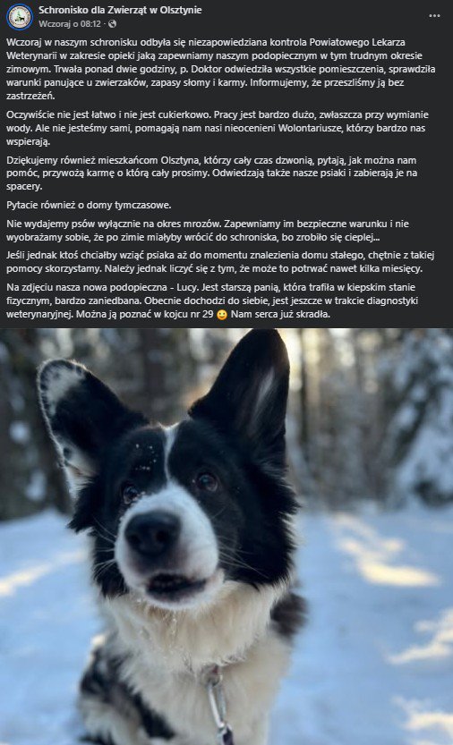 Bezdomne zwierzęta kontra mróz. Schroniska na Warmii i Mazurach przeszły kontrole. Co stwierdzono? [AKTUALIZACJA, WIDEO]