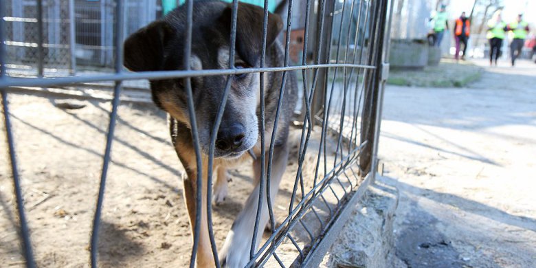 Bezdomne zwierzęta kontra mróz. Schroniska na Warmii i Mazurach przeszły kontrole. Co stwierdzono?