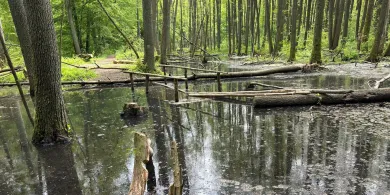 Bobry wyrządziły w woj. warmińsko-mazurskim szkód za 8,8 mln zł w 2025 roku
