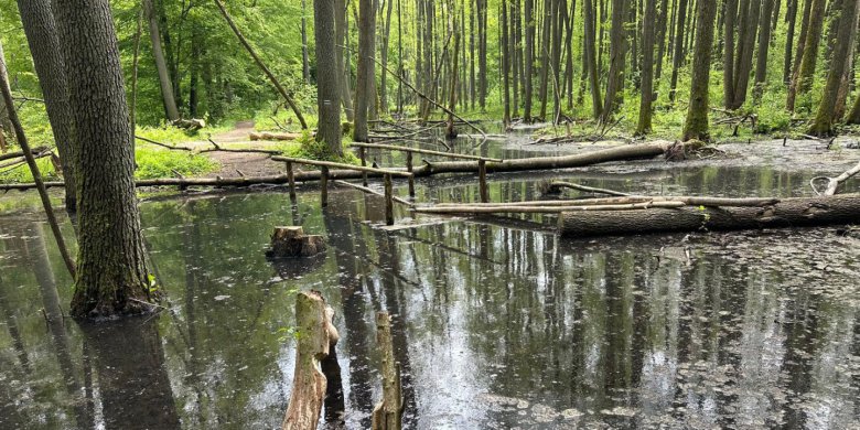Artykuł: Bobry wyrządziły w woj. warmińsko-mazurskim szkód za 8,8 mln zł w 2025 roku