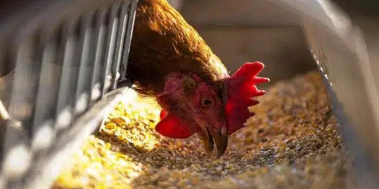 Groźna choroba drobiu w gminie Barczewo. Powiatowy Lekarz Weterynarii wydał komunikat